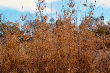 Yazın bambu ormanlarının kuraklık şartları