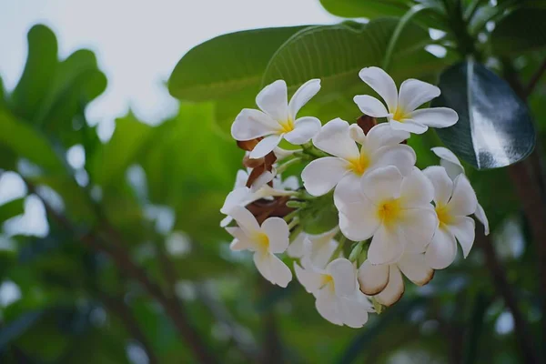 Białe Kwiaty Plumerii Kwitnące Ogrodzie — Zdjęcie stockowe