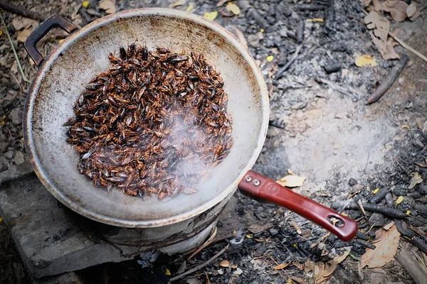 Sózott Tücskök Serpenyőben Thaiföldi Helyi Ételek Stock Kép