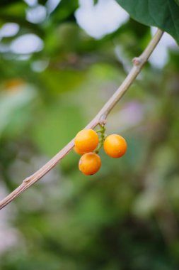 Sarı orman meyvesi yağmur ormanlarındaki ağaçta.