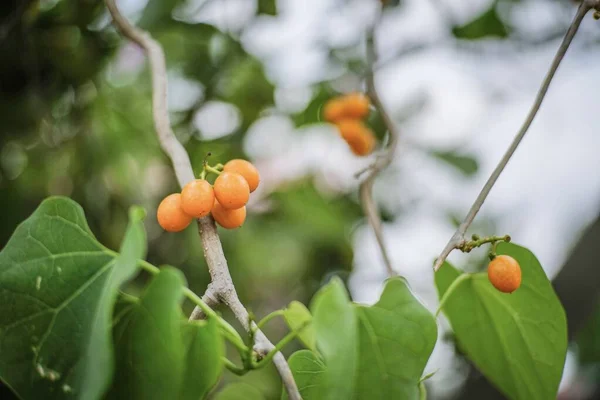 노란색 과일은 우림의 나무에 있습니다 — 스톡 사진