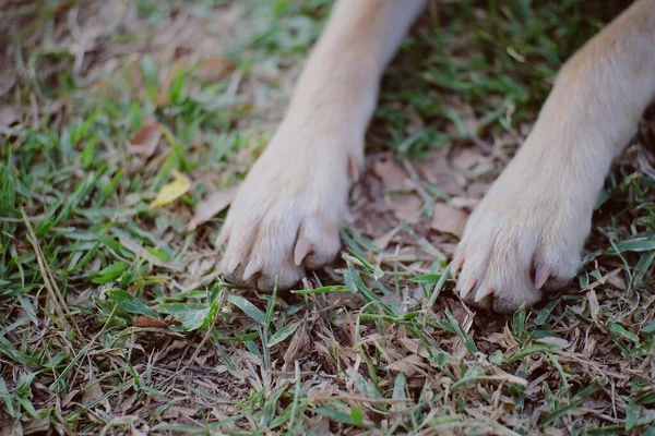 Cuteness Black White Dog Lawn — Stock Photo, Image