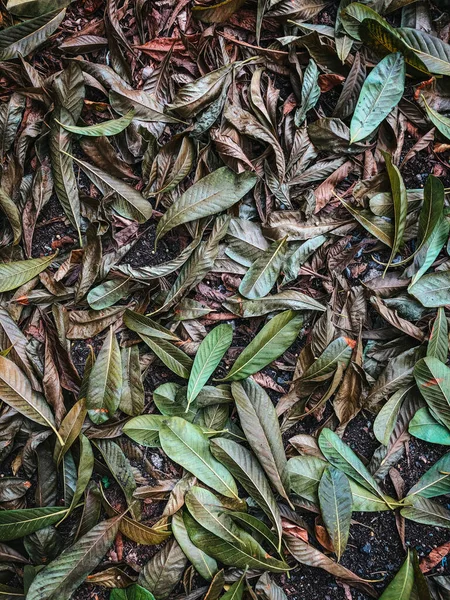 Muster Und Struktur Der Herbstblätter Sommer — Stockfoto