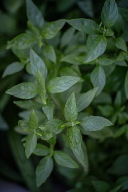 Evde taze fesleğen var.