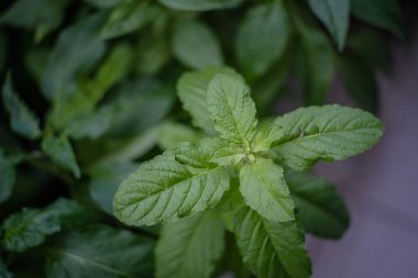 Evde taze fesleğen var.
