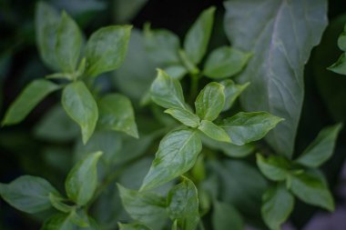 Evde taze fesleğen var.