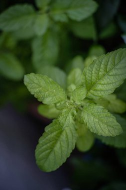 Evde taze fesleğen var.