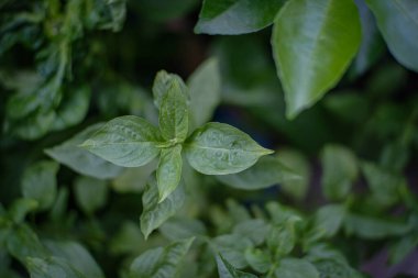 Evde taze fesleğen var.