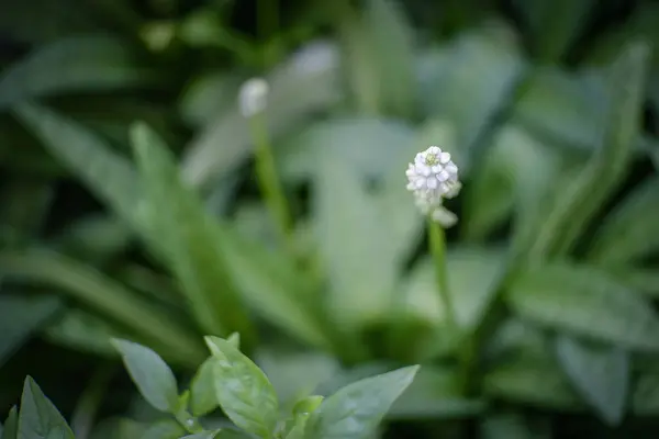 Mooie Witte Bloemen Bloeien Tuin — Stockfoto