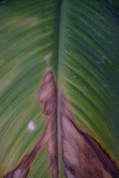 Patroon Textuur Van Groene Bladeren Tuin — Stockfoto