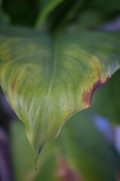 Візерунок Текстура Зеленого Листя Саду — стокове фото