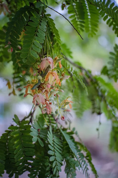 Fiori Tamarind Stanno Fiorendo Nel Cortile — Foto Stock