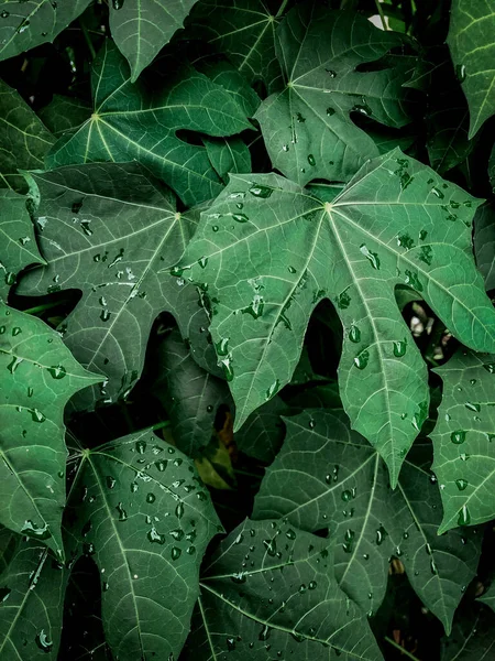 Modello Consistenza Sfondo Foglie Verdi — Foto Stock