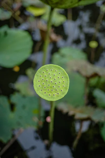 池に蓮の蕾の美しさが咲きそうです — ストック写真