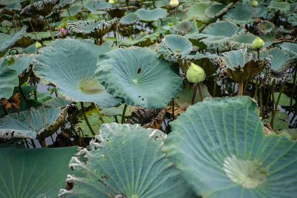 池に蓮の蕾の美しさが咲きそうです — ストック写真