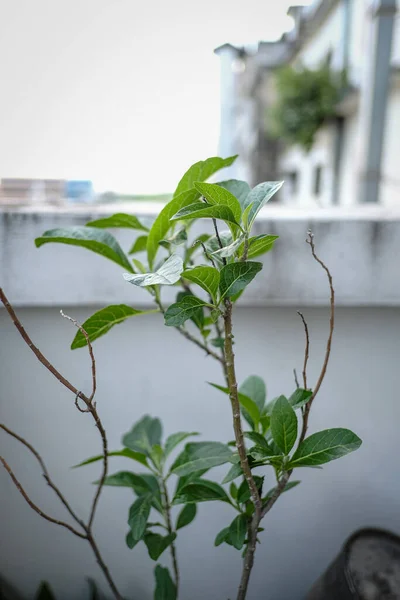 裏庭の緑の植物の美しさ — ストック写真