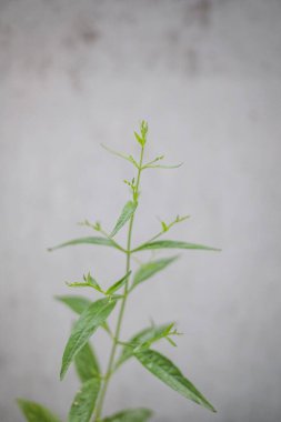 Bahçedeki yeşil Tayland şifalı bitkilerinin güzelliği