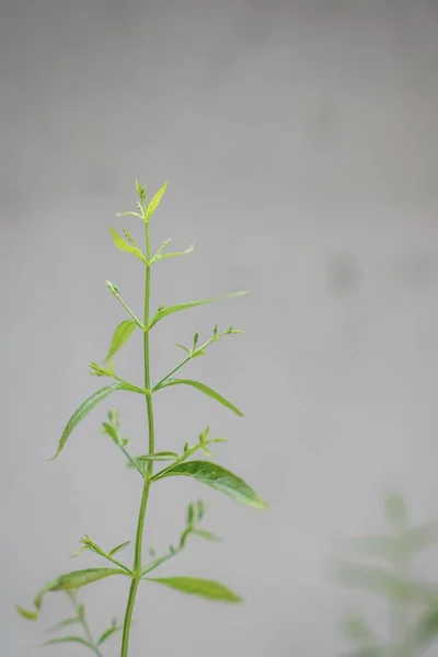 裏庭の緑のタイの薬用植物の美しさ — ストック写真