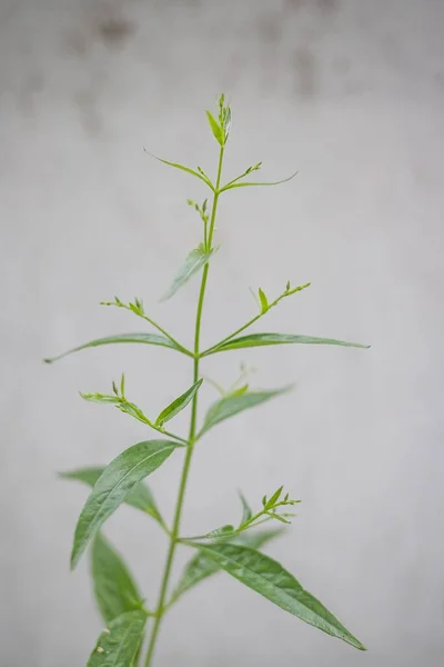 裏庭の緑のタイの薬用植物の美しさ — ストック写真