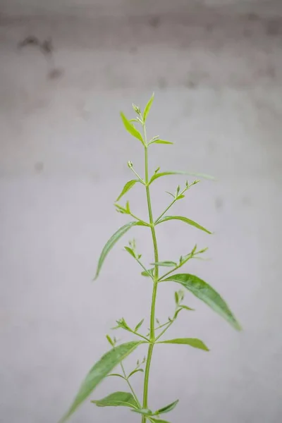 Beauté Des Plantes Médicinales Thaïlandaises Vertes Dans Cour Arrière — Photo