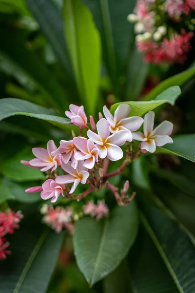Rosa Frangipani Blumen Blühen Der Regenzeit — Stockfoto