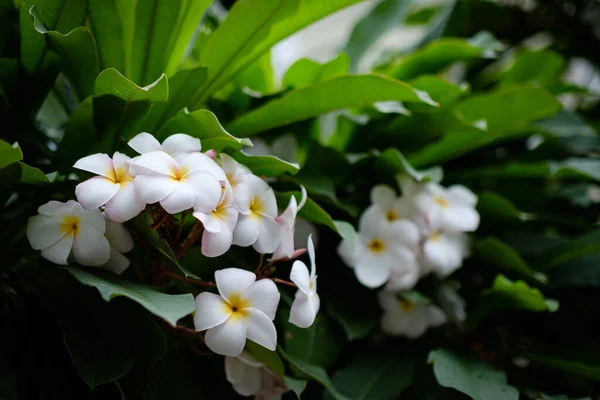 Růžové Frangipani Květiny Kvetou Období Dešťů — Stock fotografie