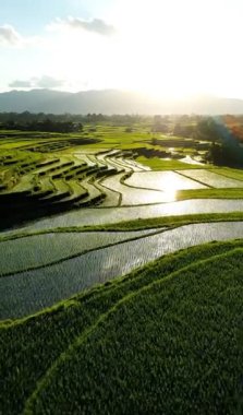 Tayland kırsalındaki geniş yeşil pirinç tarlasının sinematik videosu yumuşak rüzgarla pirinç bitkilerini, beyaz bulutlu açık mavi gökyüzünü ve huzurlu kırsal atmosferi hareket ettiriyor.