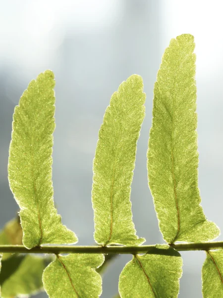 녹색 식물 잎의 일부. — 스톡 사진