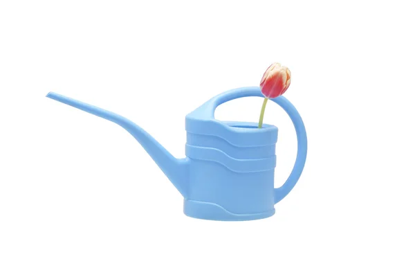 Tulip flower in a watering can. Isolated. — Stock Photo, Image