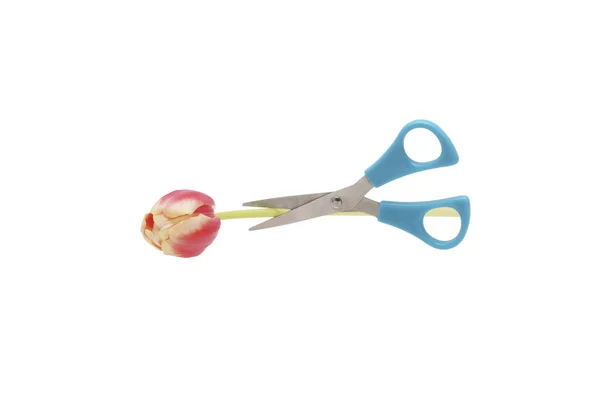 Forbici tagliare il fiore di tulipano . — Foto Stock