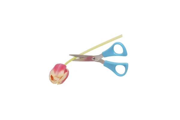 Scissors cut the tulip flower. — Stock Photo, Image