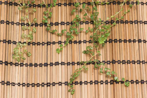 Os ramos da planta em um guardanapo de bambu . — Fotografia de Stock