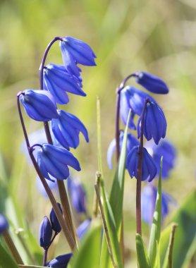 Yeşil arka planda mavi çiçek.