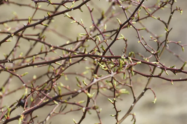 Apparaissent des feuilles de rein sur un arbre . — Photo