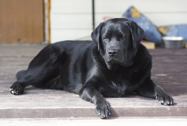Köpek evi verandada yalan. 