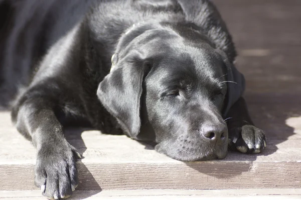 Portrait of a black dog. — Stock Photo, Image