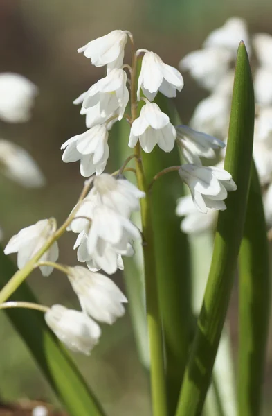 White flower in the garden. — Stock Photo, Image