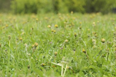 Sarı dandelions. Yakın çekim.