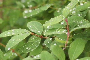 Bahçede yeşil bir bitki üzerinde Çiy damlaları. 