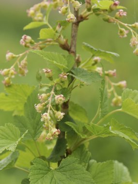 çiçekli Frenküzümü fidanları. 