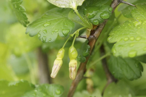 Groene planten in de tuin. — Stockfoto