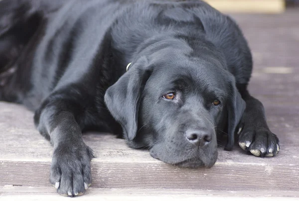 Dog lying on the porch of the house. — Stock Photo, Image