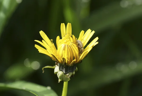 Beetle on a flower dandelion. — Stock Photo, Image