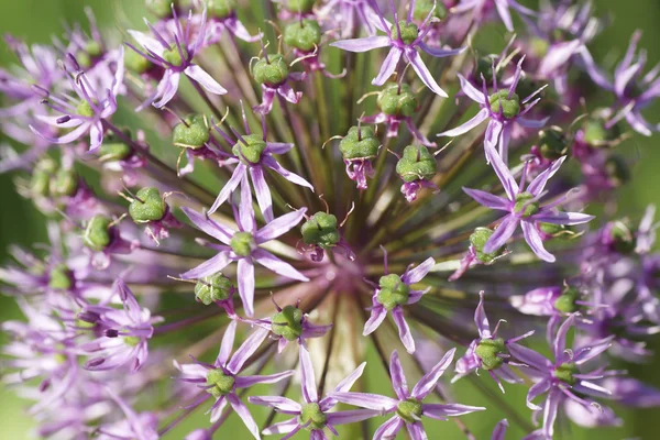 紫の花の庭 — ストック写真