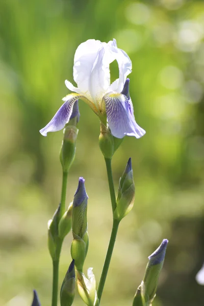 Iris flower in the garden. — Stock Photo, Image