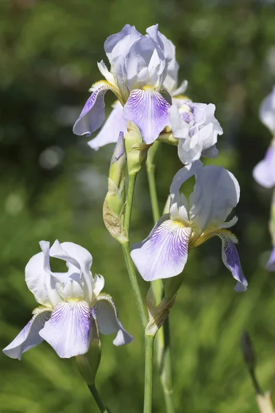 Flor del iris en el jardín. —  Fotos de Stock