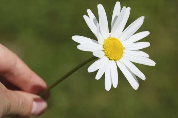 Daisy flower in her hand. — Stock Photo, Image