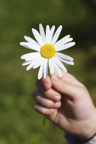 Camomile in a children's hand. — Stock Photo, Image