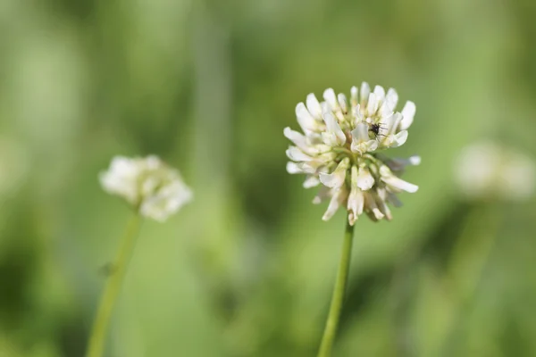 Flor trébol blanco . — Foto de Stock