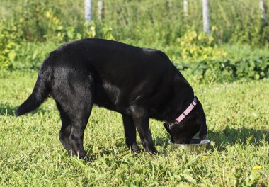 Siyah köpek bir kaseden yiyor.